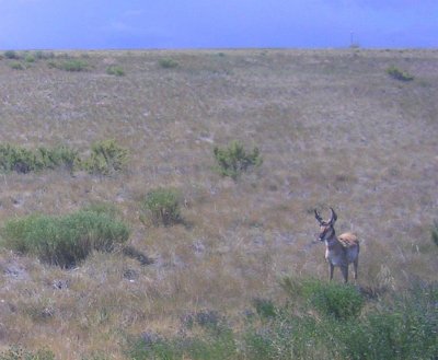 Lots of Antelope (all rather ragged looking).